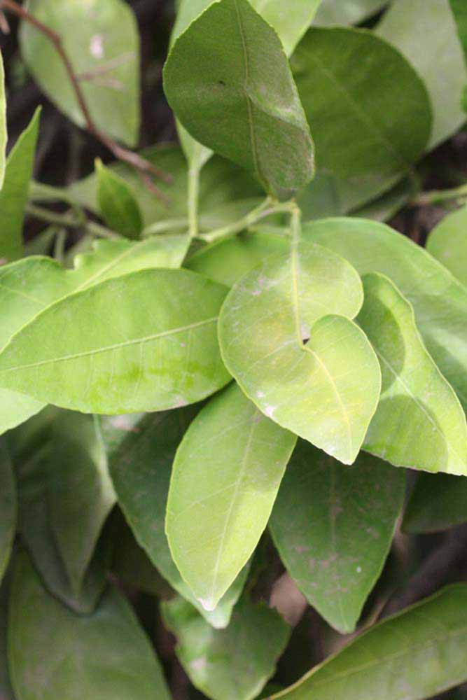              Sun leaves (Riverside, CA)       
